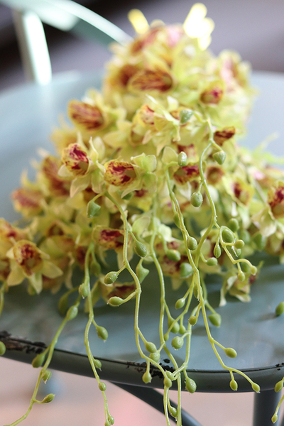 bukiet tajskiej orchidei, Multikolor, zielona, 12szt, dł.67cm