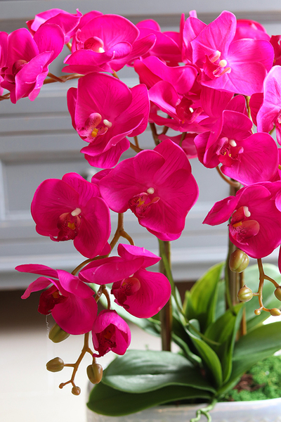 gumowy storczyk w perłowej donicy, Pink Power wys.55cm