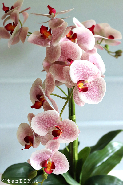 Bogena Princessa, różowy storczyk w beżowej donicy, wys.70cm