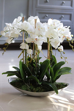 Bartolomeo Łódka, storczyk w srebrnym wydłużonym naczyniu, wys.55cm