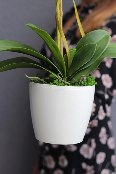 Pink Tello, storczyk w plastikowej donicy, wys.55cm