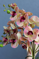 Vesuvio 2, storczyk w białej donicy, wys.54cm