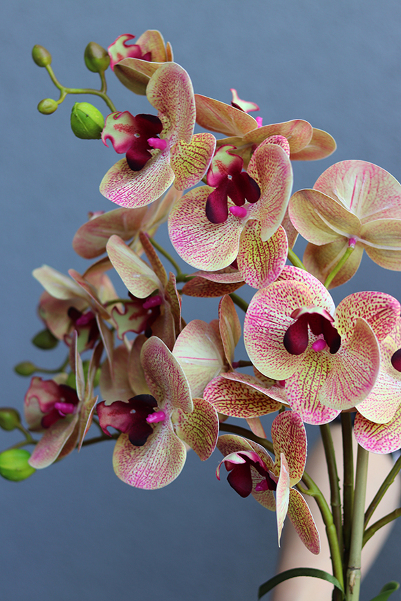 Vesuvio 2, storczyk w białej donicy, wys.54cm