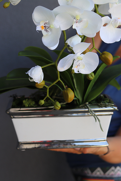 Caprisa biały storczyk w biało-srebrnej donicy, wys.50cm