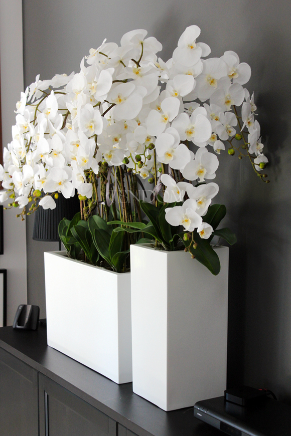 duży storczyk Simple Beauty Grande, wys.115cm