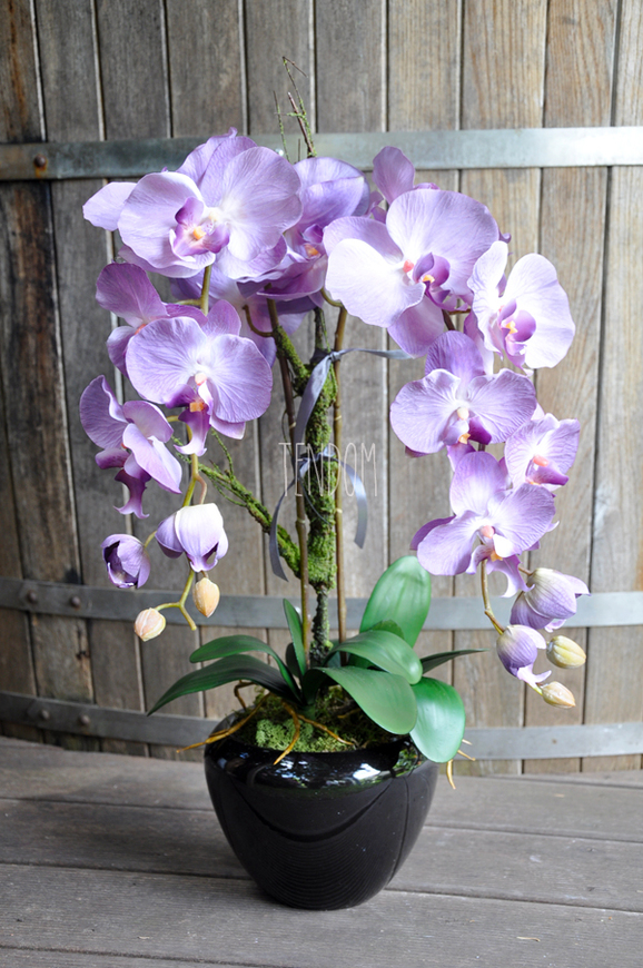 storczyk Regina w czarnej donicy, wys.60cm