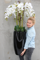 bardzo duży storczyk Black Grande w donicy, wys.120cm