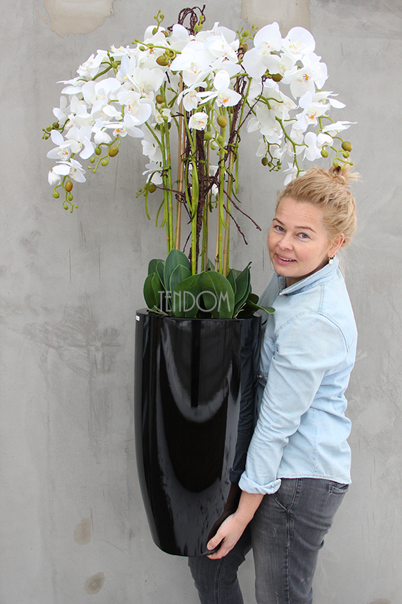 bardzo duży storczyk Black Grande w donicy, wys.120cm