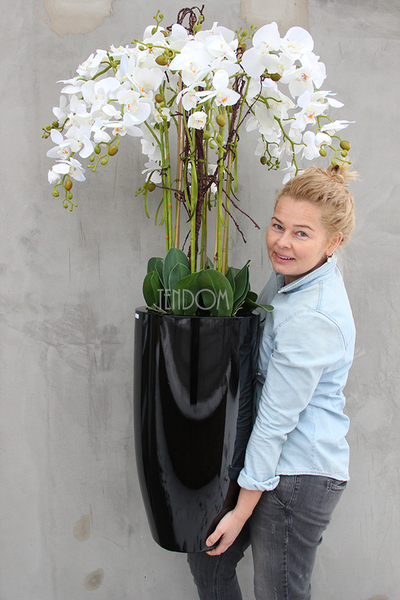 bardzo duży storczyk Black Grande w donicy, wys.120cm