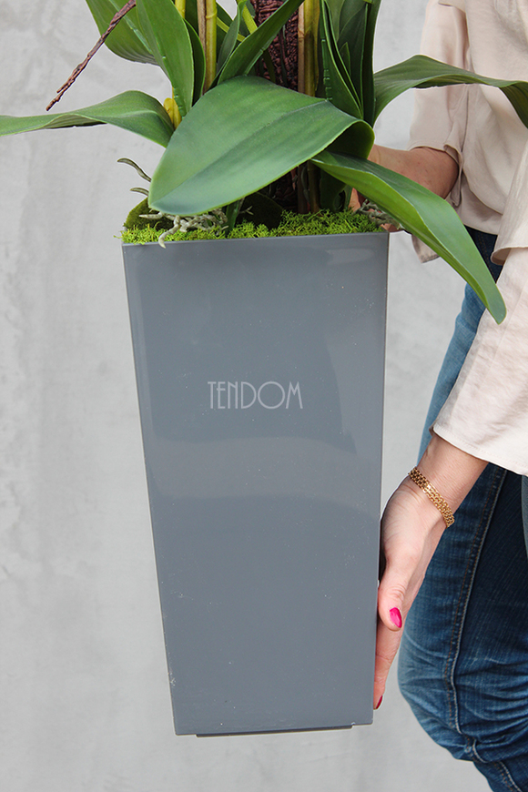 bardzo duży storczyk Emilie Grande Grey w minimalistycznej donicy, wys.100cm