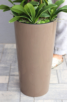 bardzo duży storczyk Madleine w kawowej donicy, wys.120cm 