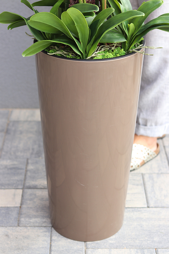 bardzo duży storczyk Madleine w kawowej donicy, wys.120cm 