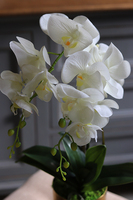 gumowy sztuczny storczyk Madame Stoltz Gold, wys.56cm