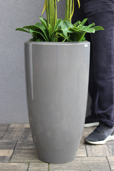 Grey Grande Filatro, efektowny storczyk w szarej donicy ceramicznej, wys.130cm 