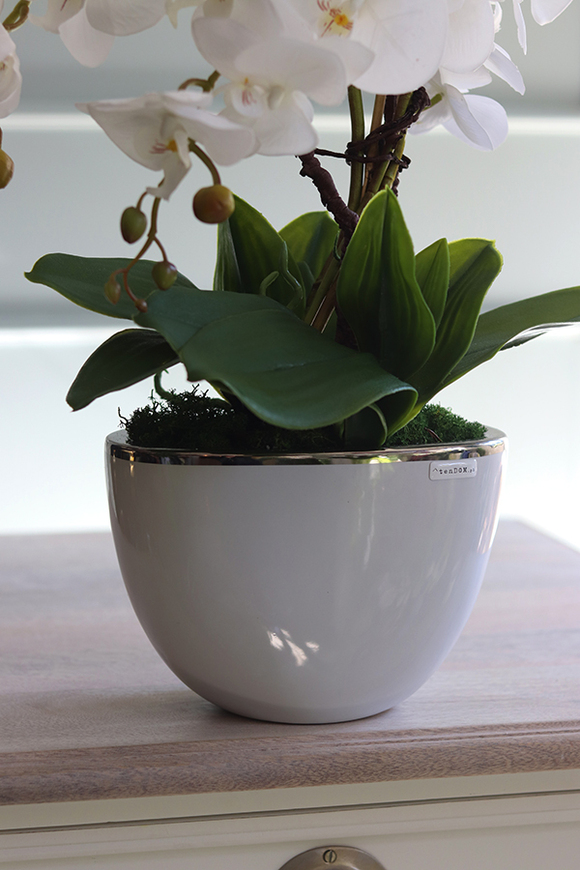 Cinderella White, biały storczyk w donicy glamour, wys.57cm
