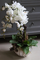 elegancki storczyk w białej donicy, Restina, wys.69cm 