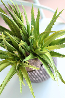 Debrano, kompozycja sukulenty w czarnym naczyniu, wys.33cm