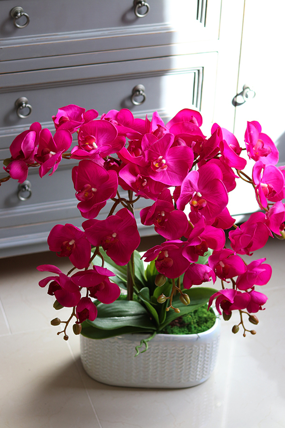 gumowy storczyk w perłowej donicy, Pink Power wys.55cm