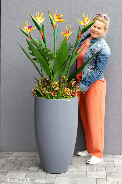 egzotyczna kompozycja w szarej donicy, Strelicja Fiberglass Grande, wym.162cm