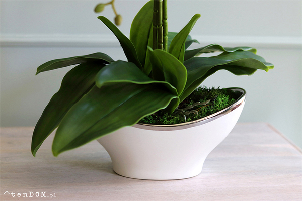 Belluna Princessa, różowy storczyk w białej donicy glamour, wys.72cm