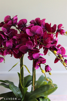 fioletowy storczyk Silver Dream  w srebrnej misie, wys.60cm