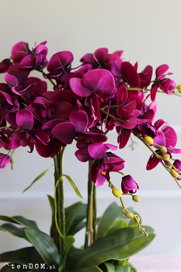 fioletowy storczyk Silver Dream  w srebrnej misie, wys.60cm 