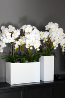 duży storczyk Simple Beauty Grande, wys.115cm