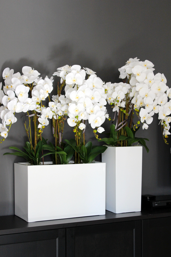 duży storczyk Simple Beauty Grande, wys.115cm