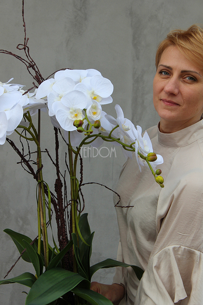 bardzo duży storczyk Emilie Grande Grey w minimalistycznej donicy, wys.100cm