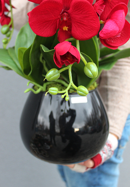 efektowny Karminowy storczyk na Walentynki w szklanej czarnej donicy, wys.62cm 