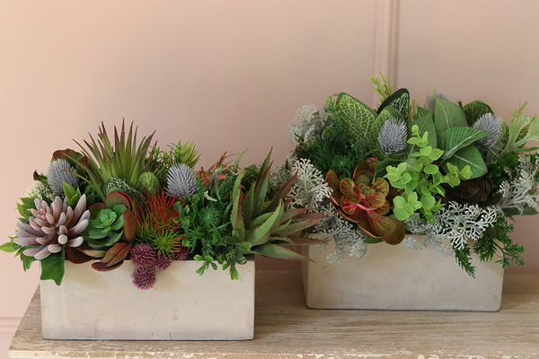 Renatta 2, piękna kompozycja Sukulenty w betonowej donicy, wys.25cm