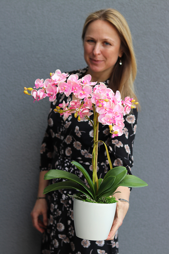 Pink Tello, storczyk w plastikowej donicy, wys.55cm