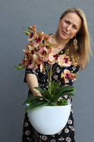 Vesuvio 2, storczyk w białej donicy, wys.54cm