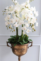 atrakcyjny wysoki storczyk w pucharze, Pałacowa Aura, wys.152cm 