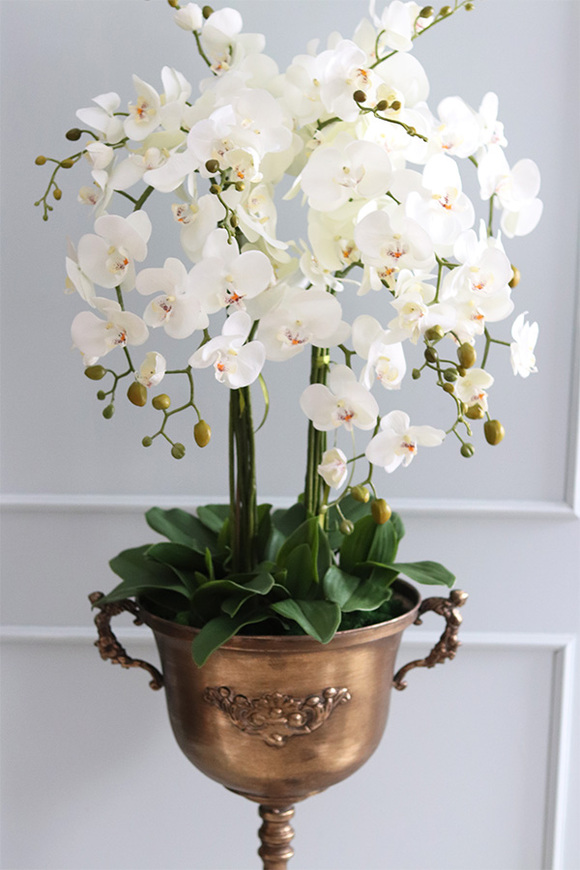 atrakcyjny wysoki storczyk w pucharze, Pałacowa Aura, wys.152cm 