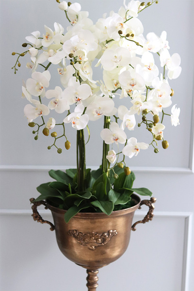 atrakcyjny wysoki storczyk w pucharze, Pałacowa Aura, wys.152cm 