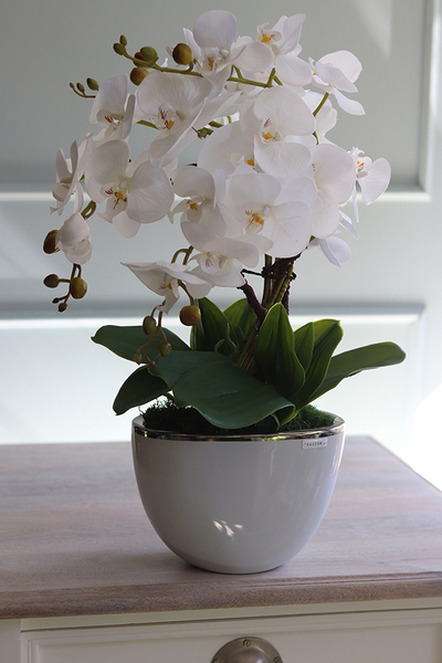 Cinderella White, biały storczyk w donicy glamour, wys.57cm