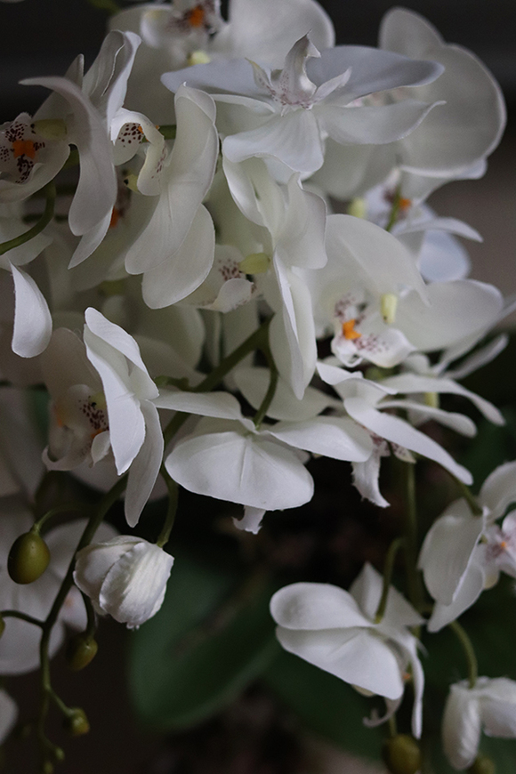 elegancki storczyk w białej donicy, Restina, wys.69cm 