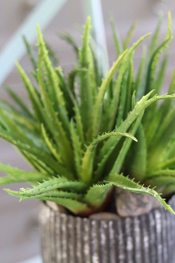 Debrano, kompozycja sukulenty w czarnym naczyniu, wys.33cm