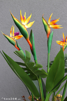 egzotyczna kompozycja w szarej donicy, Strelicja Fiberglass Grande, wym.162cm