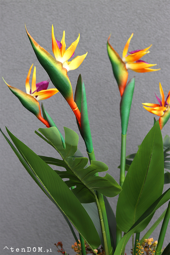 egzotyczna kompozycja w szarej donicy, Strelicja Fiberglass Grande, wym.162cm