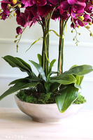 fioletowy storczyk Silver Dream  w srebrnej misie, wys.60cm