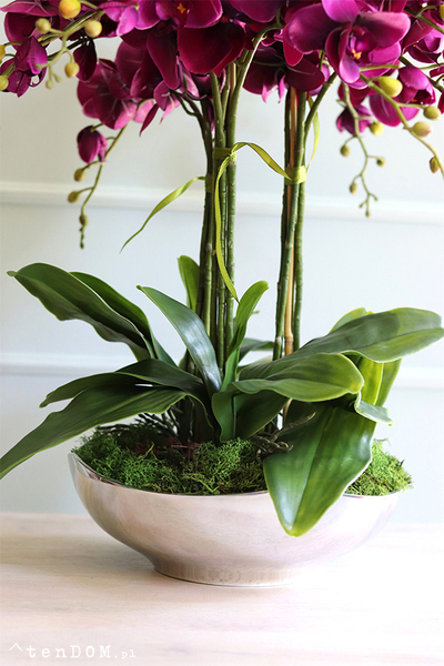 fioletowy storczyk Silver Dream  w srebrnej misie, wys.60cm