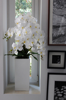 duży storczyk Simple Beauty Grande, wys.115cm