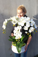 obfity storczyk Serenada White w minimalistycznej donicy, wys.65cm