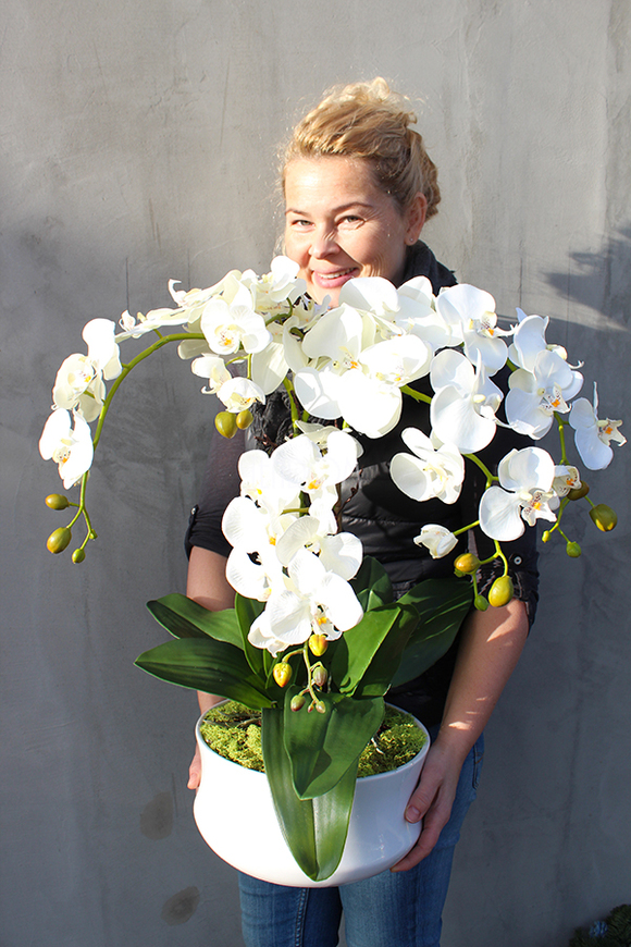 obfity storczyk Serenada White w minimalistycznej donicy, wys.65cm