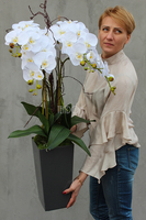 bardzo duży storczyk Emilie Grande Grey w minimalistycznej donicy, wys.100cm