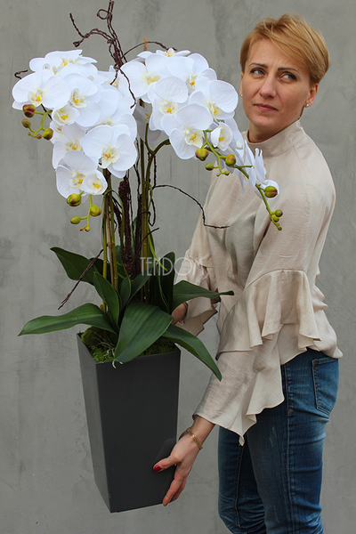 bardzo duży storczyk Emilie Grande Grey w minimalistycznej donicy, wys.100cm