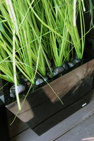 kompozycja Trawy Macarena w sześciennej czarnej donicy, wys.140cm 