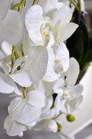 storczyk Laos w ceramicznej, kremowej donicy, wys.56cm 